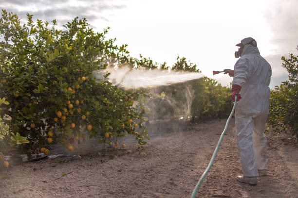 Best Affordable Pest Control Services  in Silver Lakes, CA