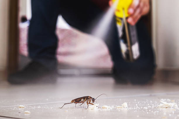 Best Rat Extermination Near Me  in Silver Lakes, CA