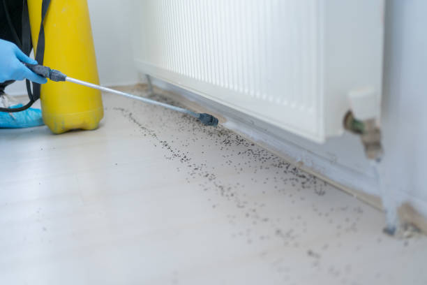 Best Ant Control Services  in Silver Lakes, CA